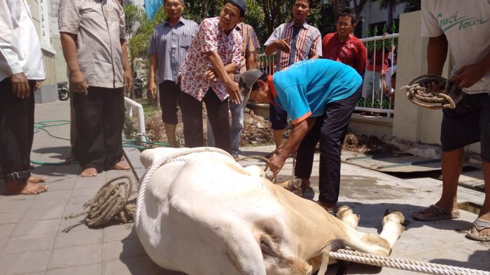 Hewan Kurban ASN Pemko Pekanbaru Capai 16 Ekor